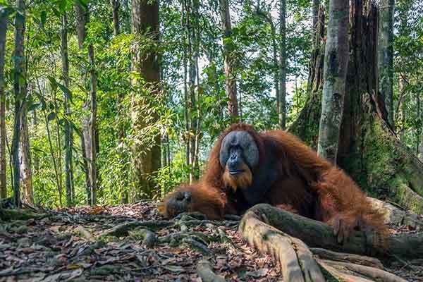 Bukit Lawang Orangutan Trekking | 2D1N Jungle Tour