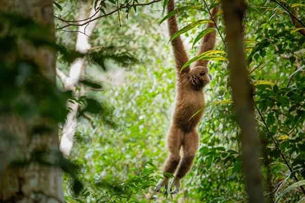 Bukit Lawang Jungle Life Trekking | 3 Days 1 Night Jungle Tour