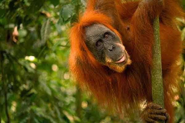 An orangutan in Bukit Lawang with thick reddish brown fur looking at the camera while holding onto a tree trunk or vine amidst the lush green jungle foliage.