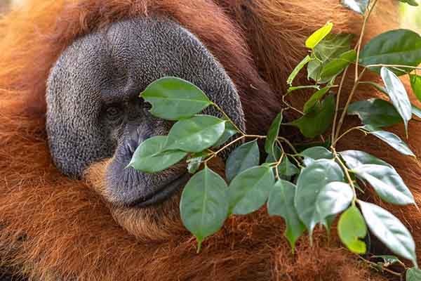 Bukit Lawang Orangutan Tour | 4 Days 3 Night Sumatra Jungle Tour