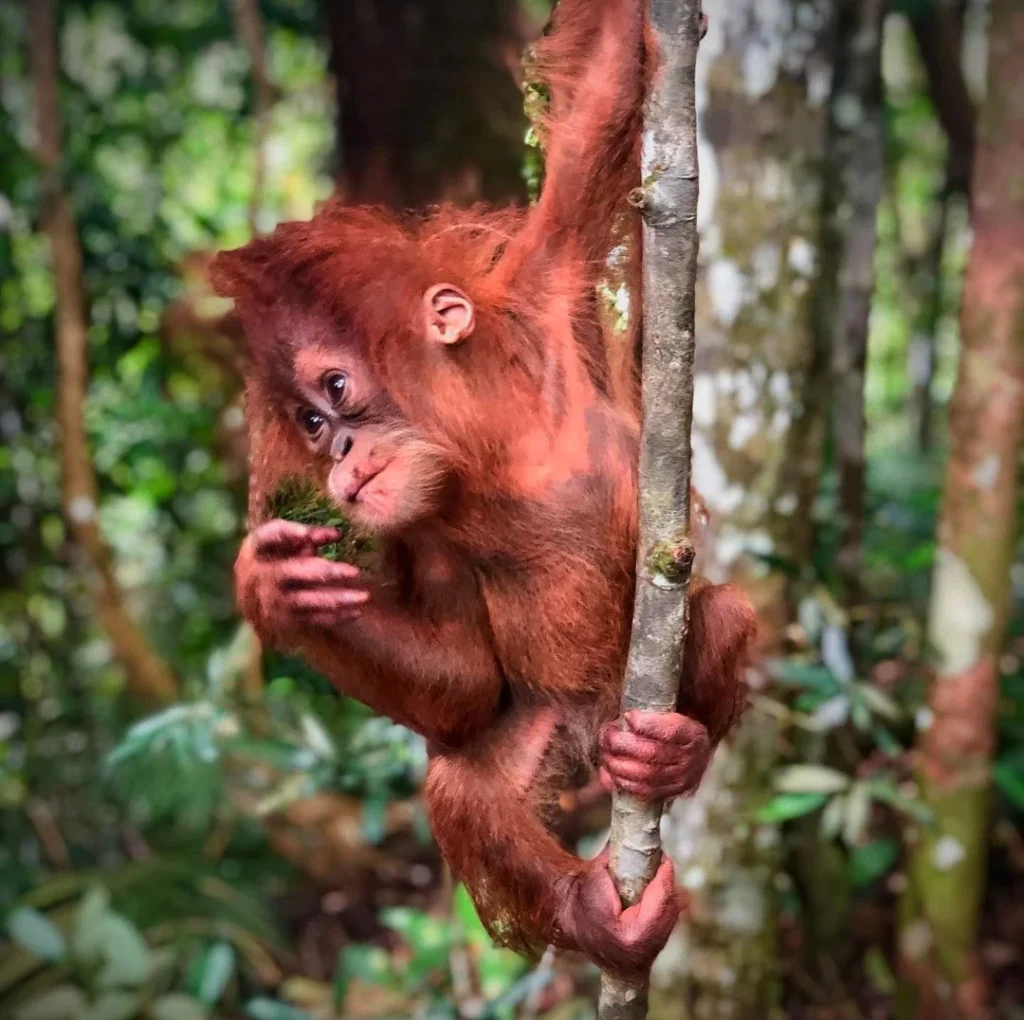 Young orangutan holding a tree trunk and eating forest vegetation