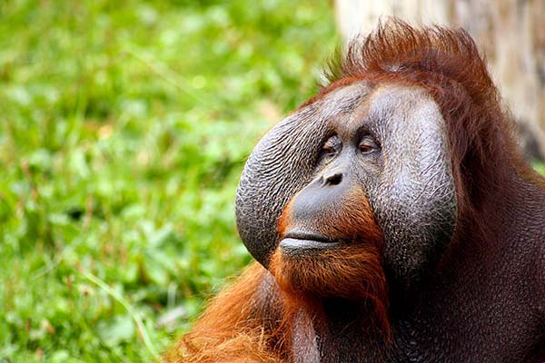 Bukit lawang sumatra orangutan