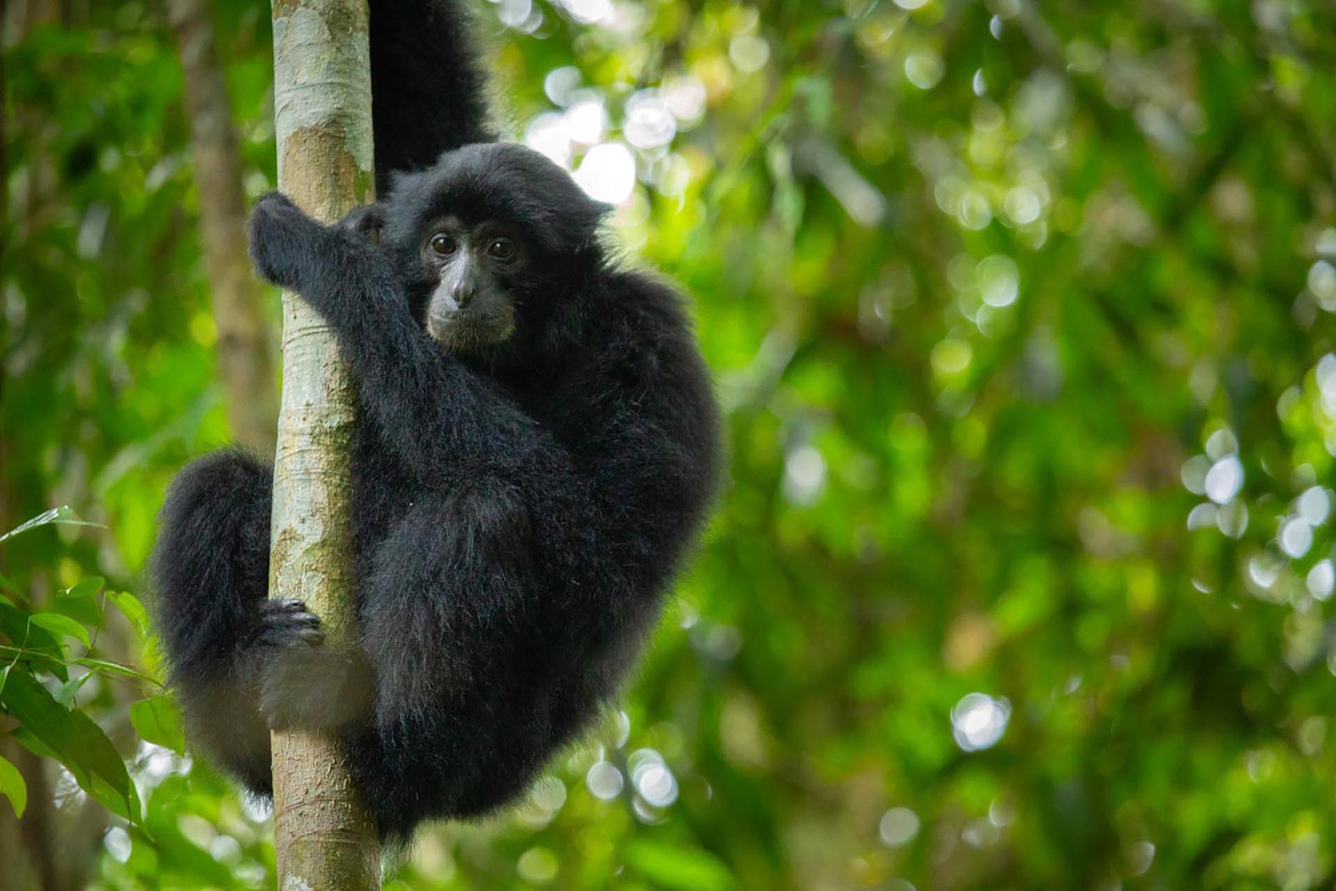 Sumatra Jungle Wildlife