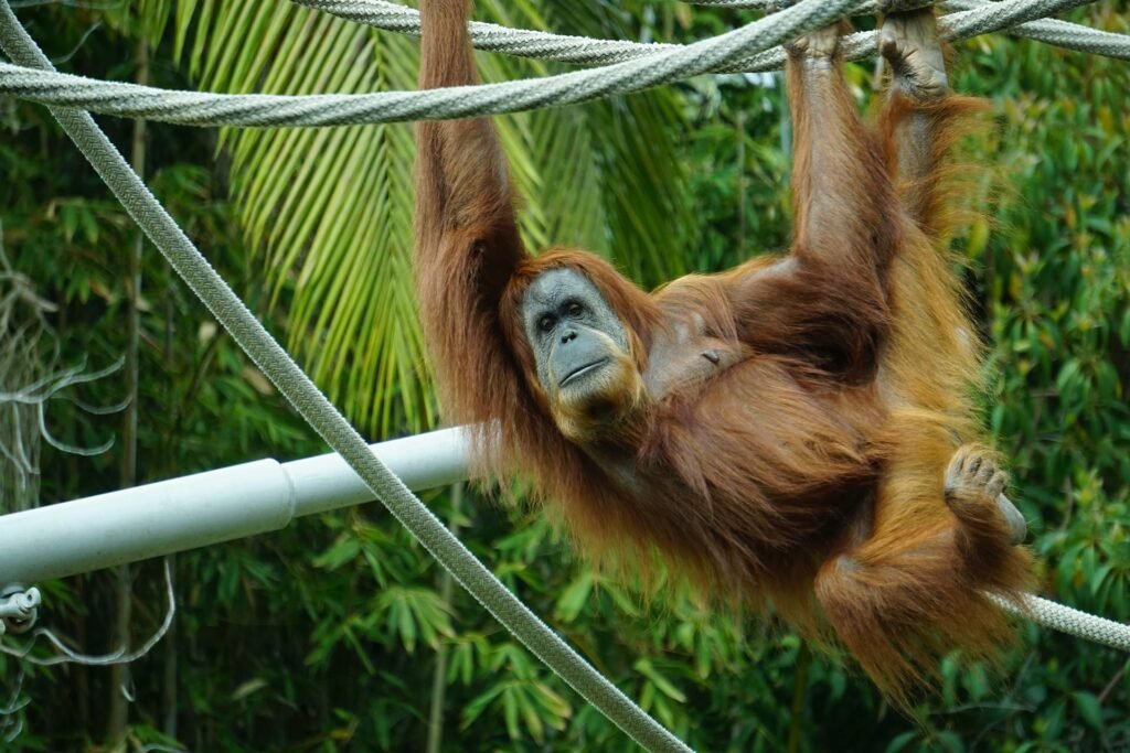Bukit lawang orangutan