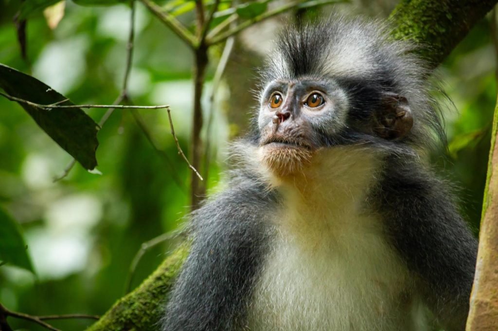 Thomas's leaf monkey perched among rainforest branches