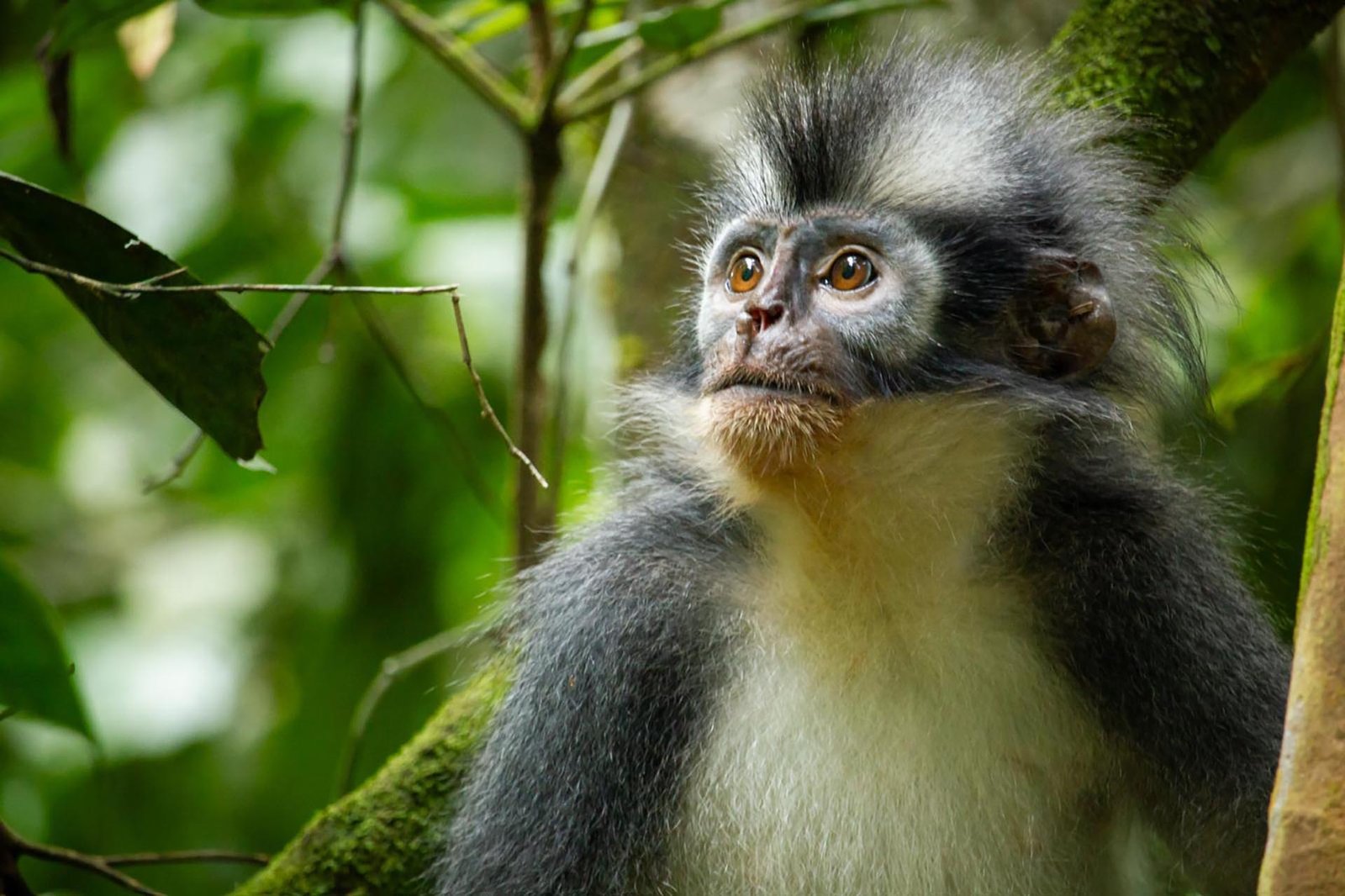 Sumatra Wild Life