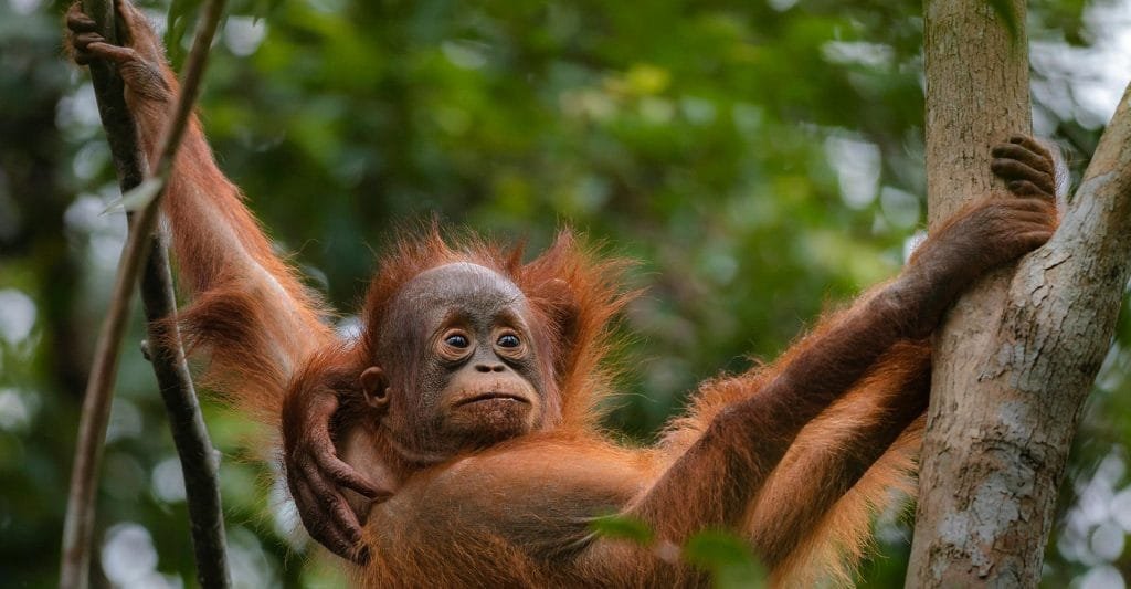 A Sumatran orangutan baby is swinging from a tree