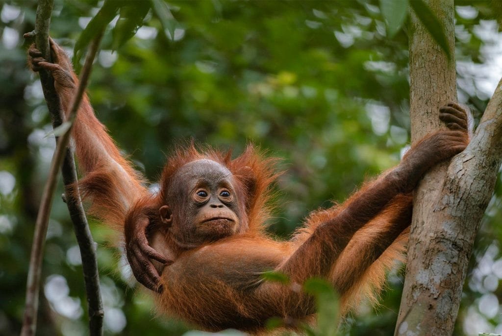Young orangutan resting against its mother among rainforest trees