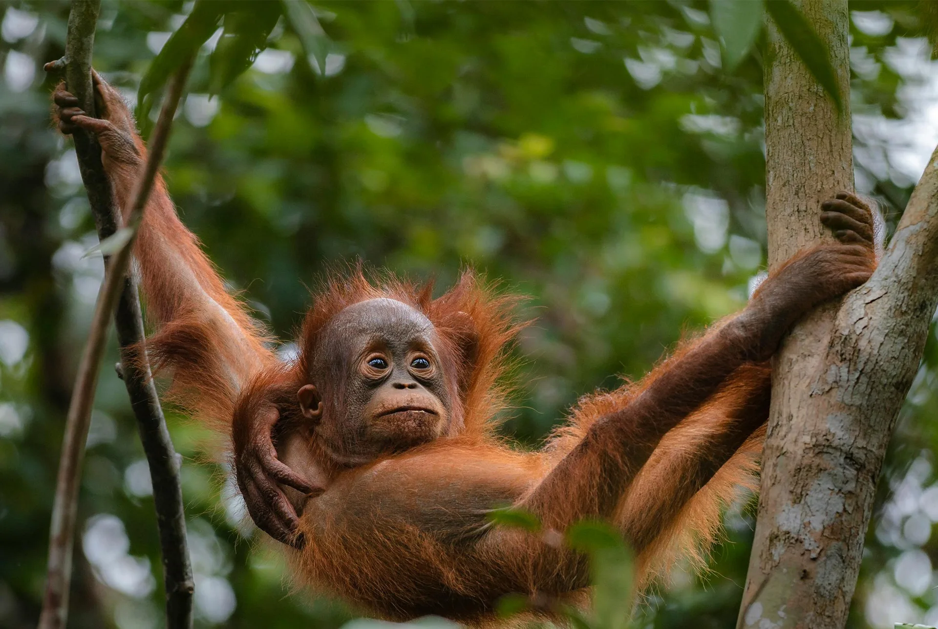 Bukit lawang orangutan tour