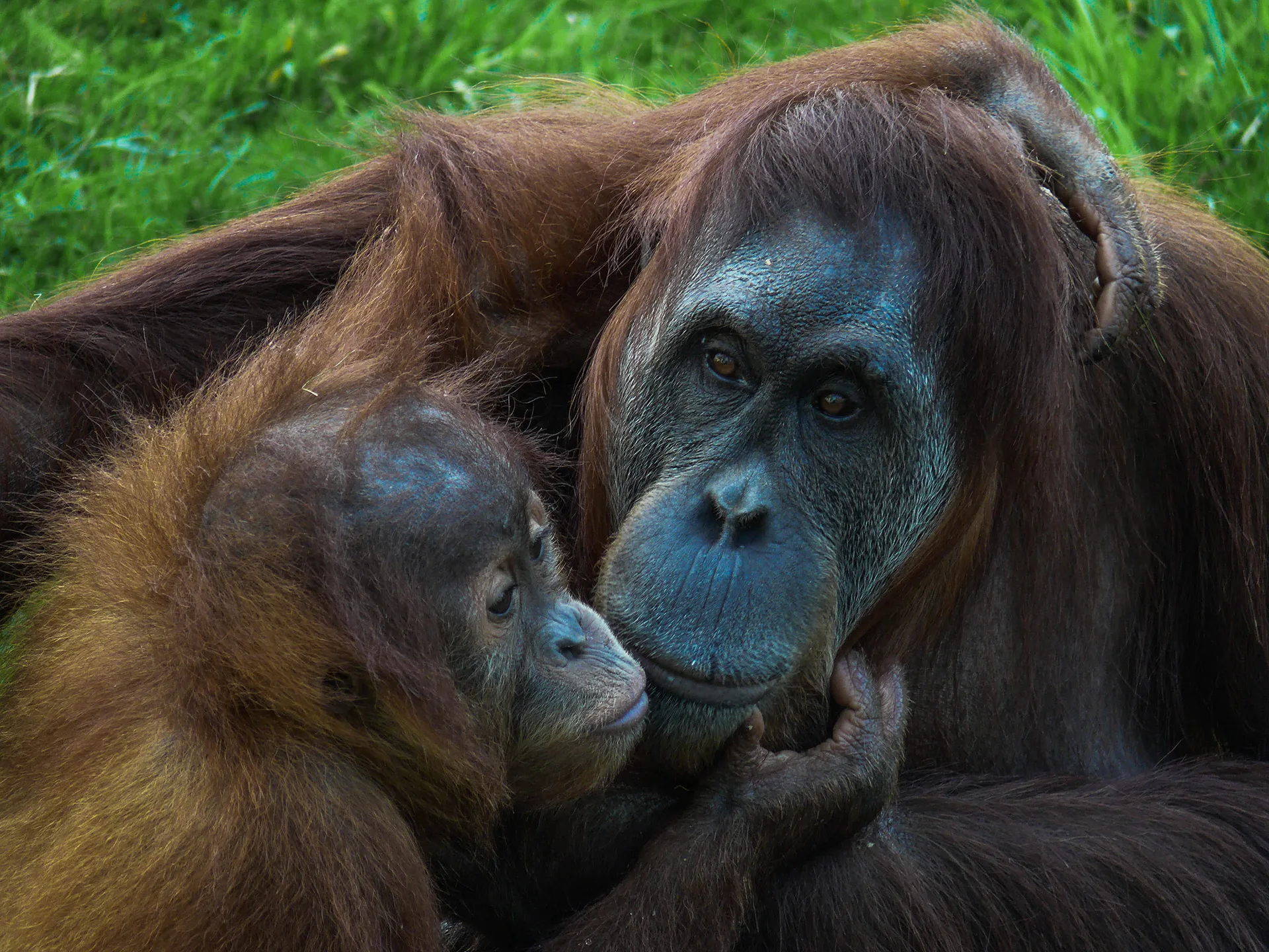 Bukit lawang orangutan tour trekking