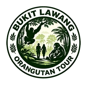 Bukit Lawang Orangutan Tour | Sumatra Jungle Trekking