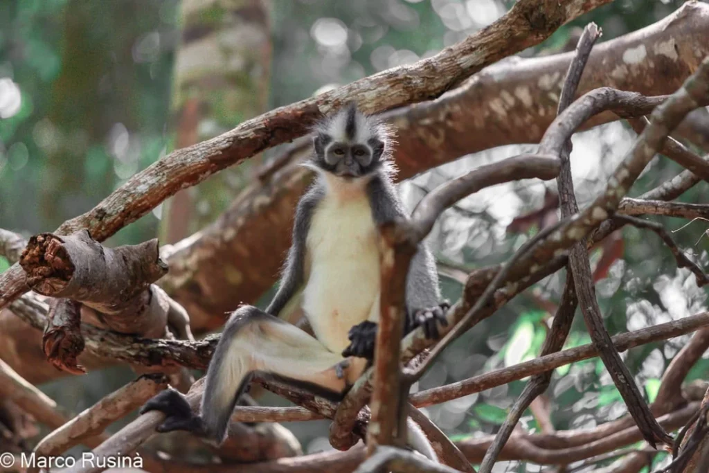 Thomas's leaf monkey sitting among tree branches in the Bukit Lawang rainforest
