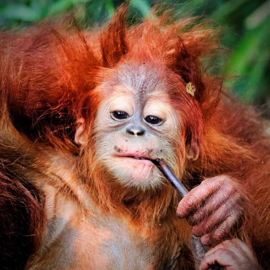 Young Sumatran orangutan chewing a twig in the Bukit Lawang rainforest
