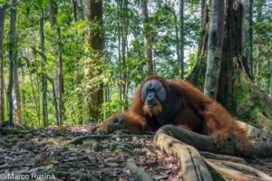 Adult male orangutan resting with another orangutan on the rainforest floor in Bukit Lawang