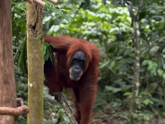 Orangutan moving near a tree while visitors maintain their distance in the Bukit Lawang rainforest