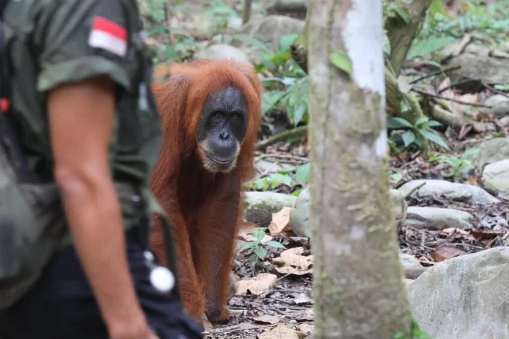 Sumatran orangutan walking behind a local guide on a rainforest trail in Bukit Lawang