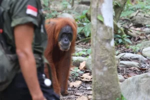 Sumatran orangutan walking behind a local guide on a rainforest trail in Bukit Lawang