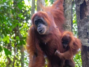 Sumatran orangutan mother carrying her baby in the Bukit Lawang rainforest