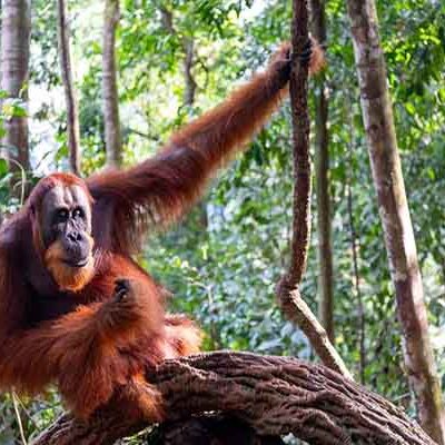 Bukit Lawang Orangutan Trekking | 1 Day Jungle Trekking Tour