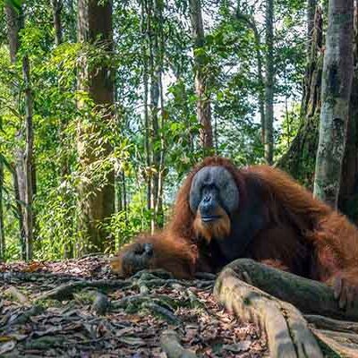 Bukit Lawang Orangutan Trekking | 2D1N Jungle Tour
