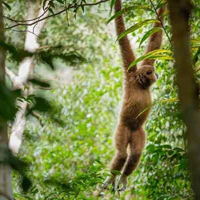 Bukit Lawang Jungle Life Trekking | 3 Days 1 Night Jungle Tour
