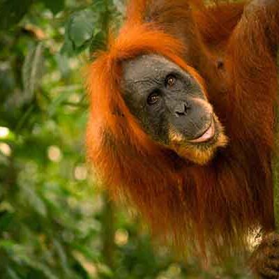 3 Hours Bukit Lawang Orangutan Trekking