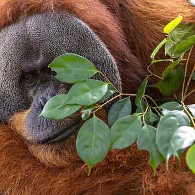 Bukit Lawang Orangutan Tour | 4 Days 3 Night Sumatra Jungle Tour