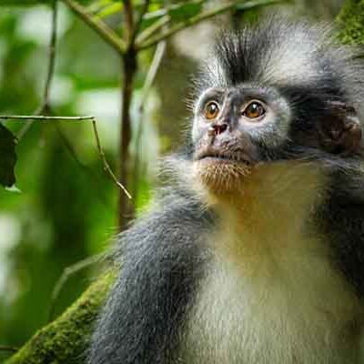 Sumatra Orangutan Jungle Tour | 5 Days Bukit Lawang Jungle Trekking