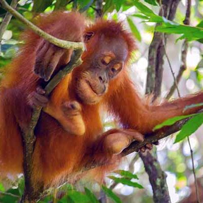 Most Popular 3 days Orangutan Jungle Trek