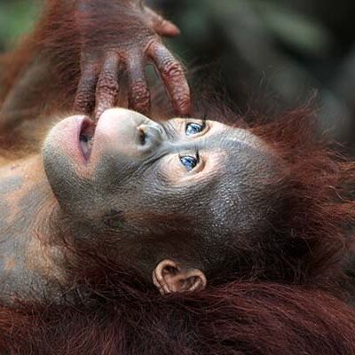 Most Popular 2 Days Orangutan Jungle Trek