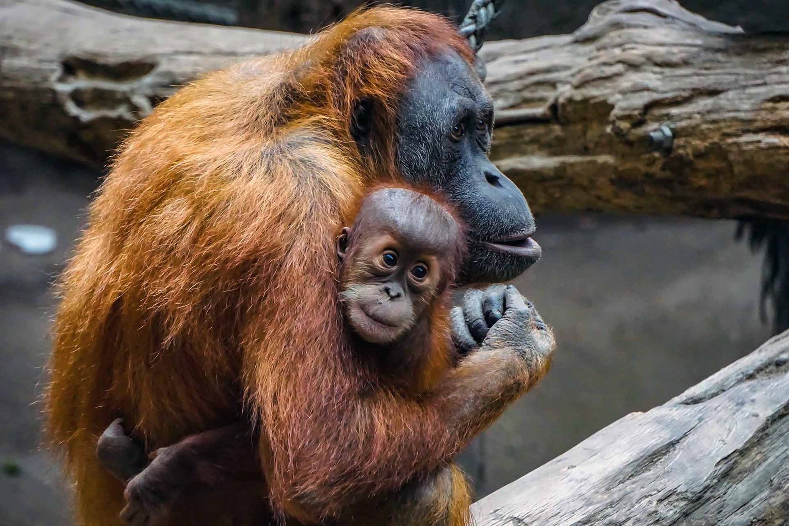 bukit lawang orangutan tour trekking | sumatra orangutan explore
