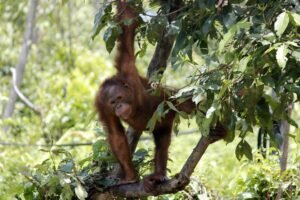 Sumatra Orangutan