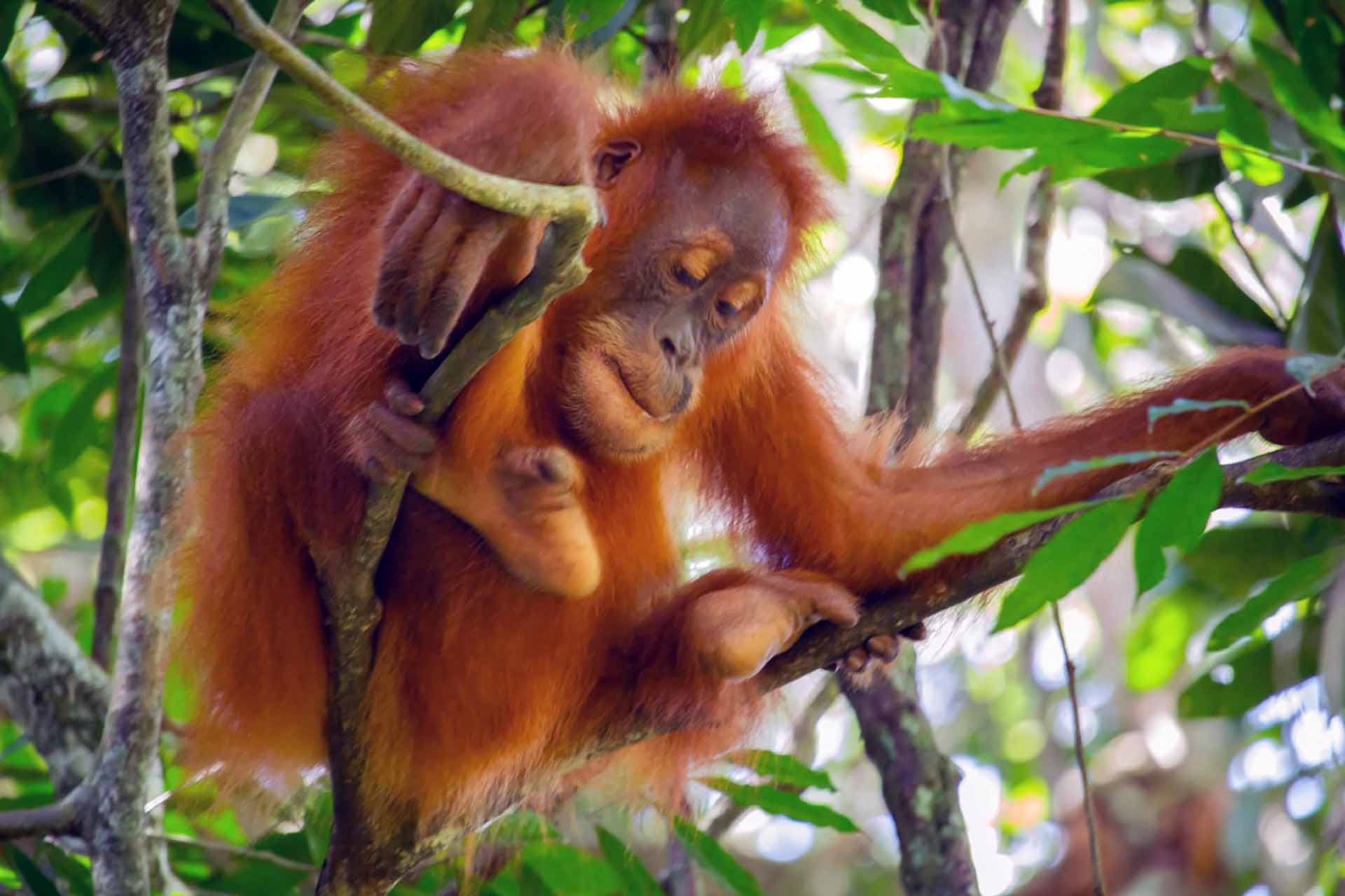 bukit lawang orangutan tour trekking | sumatra orangutan explore