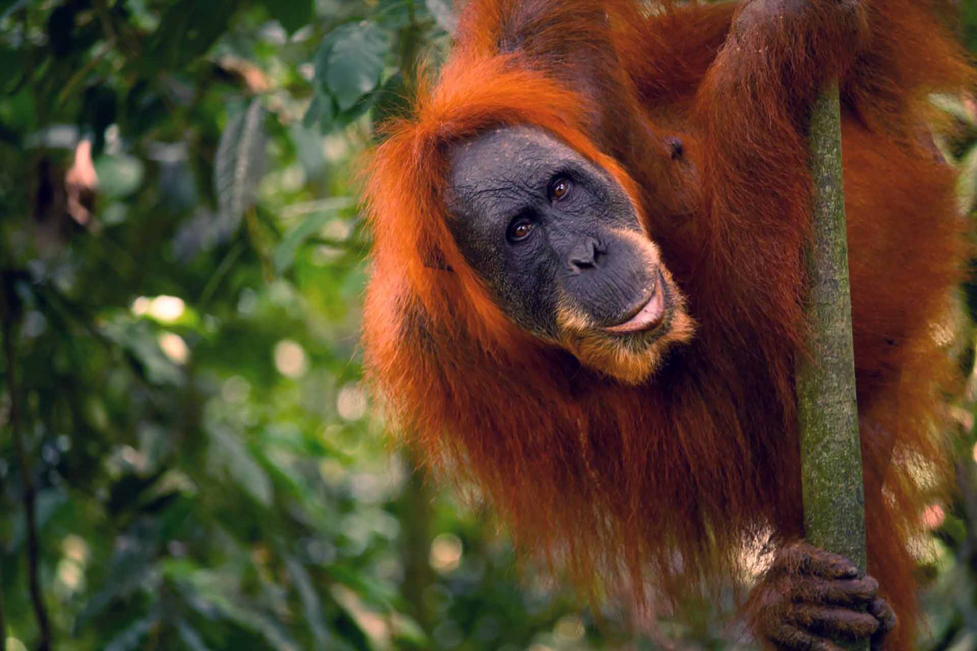 bukit lawang orangutan tour trekking | sumatra orangutan explore