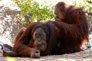 Two Sumatran orangutans resting and grooming on the forest floor