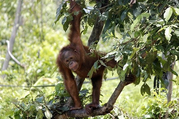 bukit lawang orangutan
