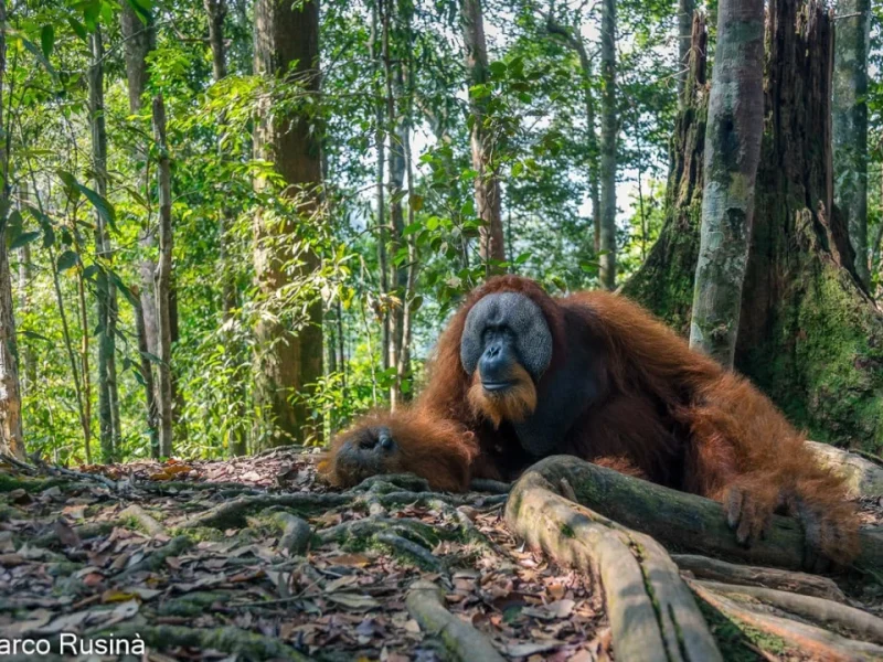 Adult male orangutan resting with another orangutan on the rainforest floor in Bukit Lawang