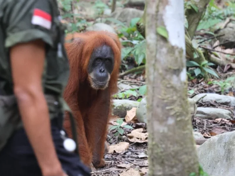 Orangutan Bukit Lawang Tour (32)