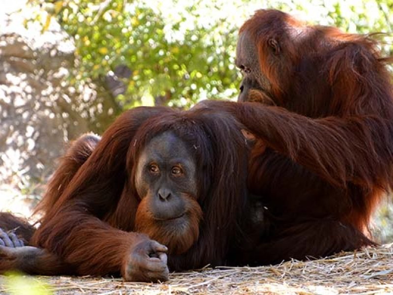 Two Sumatran orangutans resting and grooming on the forest floor