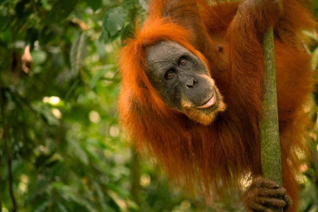 Adult orangutan clinging to a tree in the Sumatran rainforest