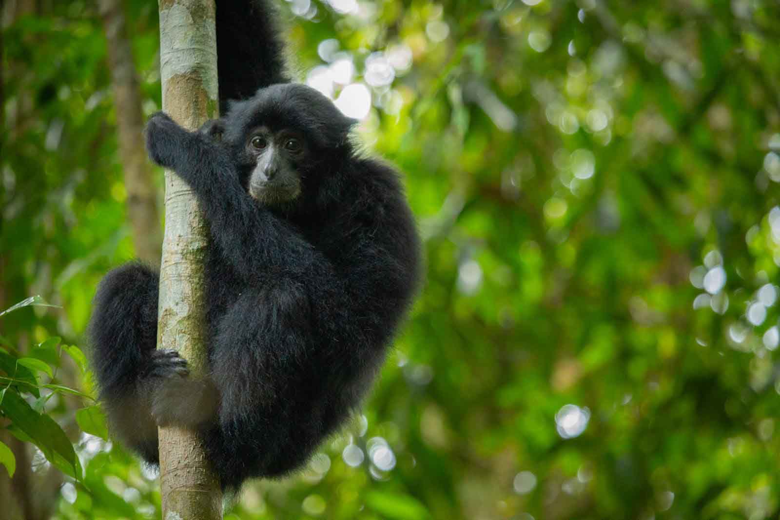 Bukit Lawang Orang Jungle Trekking | Best Sumatra Jungle Trekking