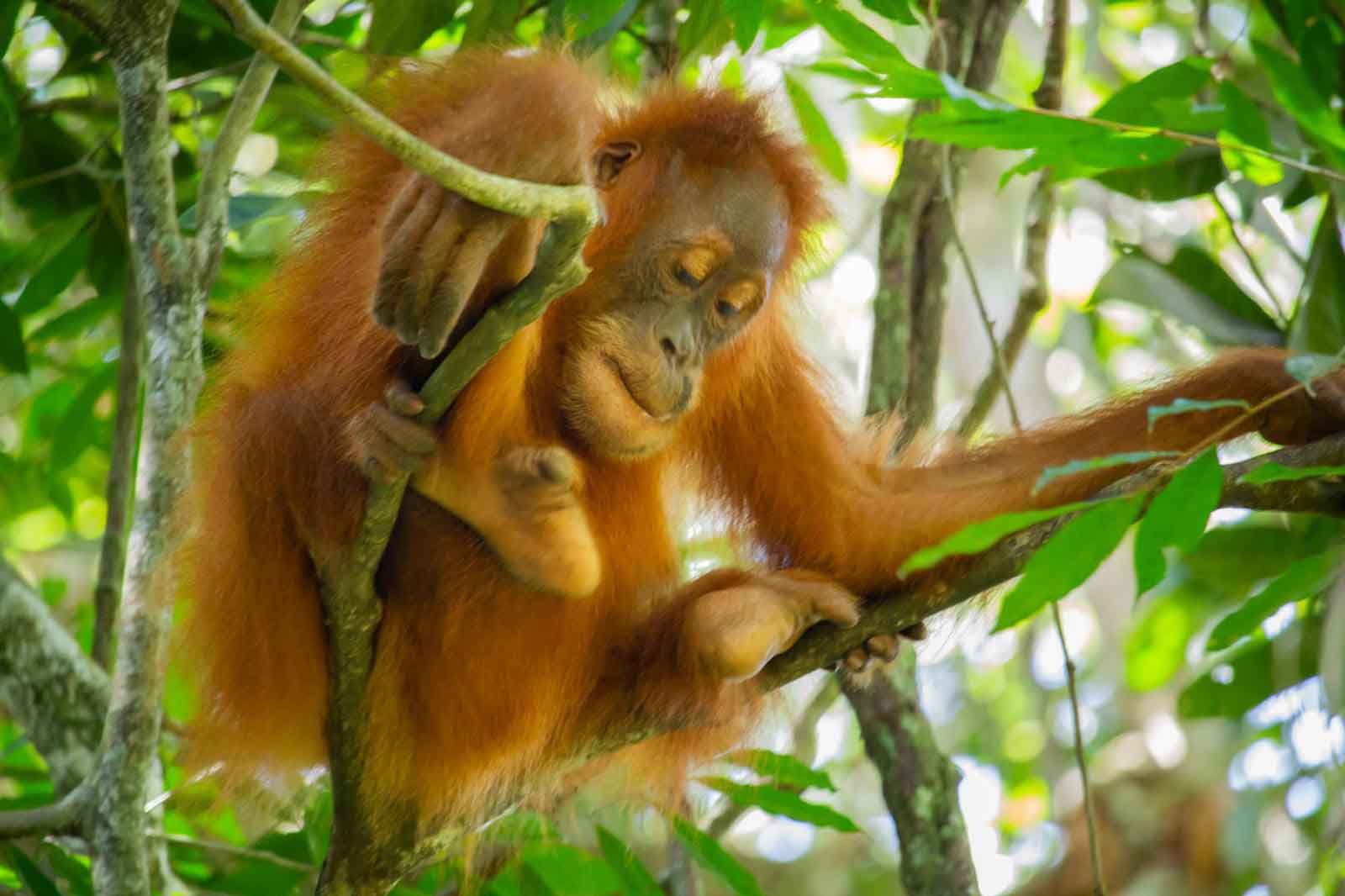 Sumatra Orangutan Trekking | Best Sumatra Orangutan Tour