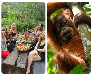 sumatra orangutan explore