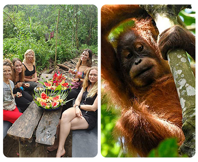 sumatra orangutan explore