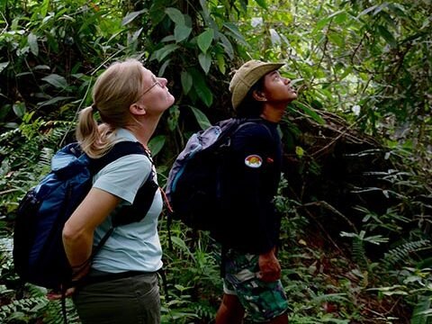 sumatra orangutan tour treking